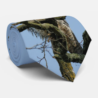 Gravata Olhando para um Falcão Peregrino Majestoso