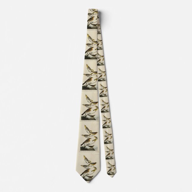 Gravata Orioles, arbustos, das Aves da América de Audubon (Frente)