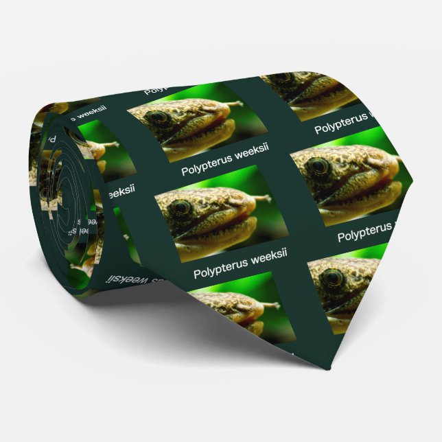 Gravata Polypterus weeksii (Rolled)