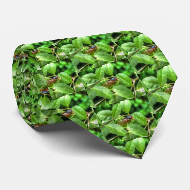 Gravata Red Eyed Cicada (Rolled)