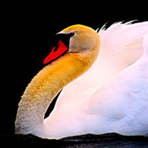 Rosa rosa quente na torre preta