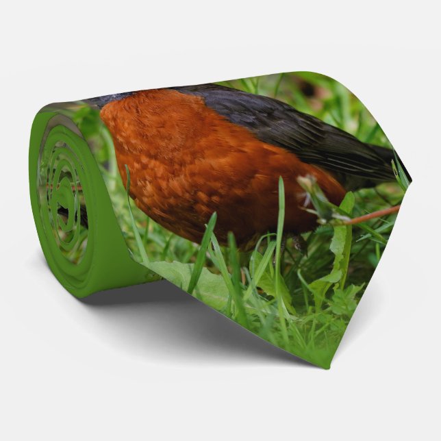 Gravata Um curioso Robin americano (Rolled)