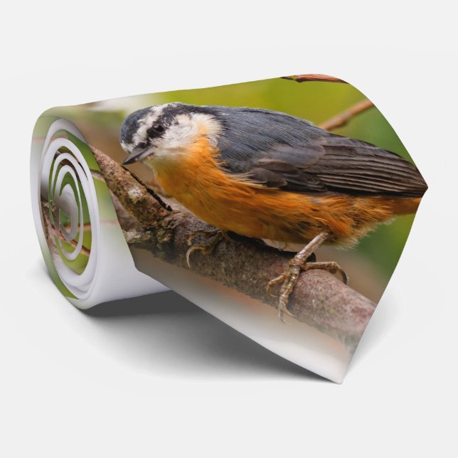 Gravata Um Nuthatch Cético de Raça Vermelha (Rolled)