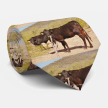 Vacas de Brown no laço do cromo