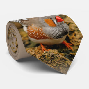 Gravata Zebra Finch nas Rochas