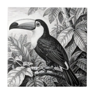 Gravura da Folhagem da Selva dos Tucanos