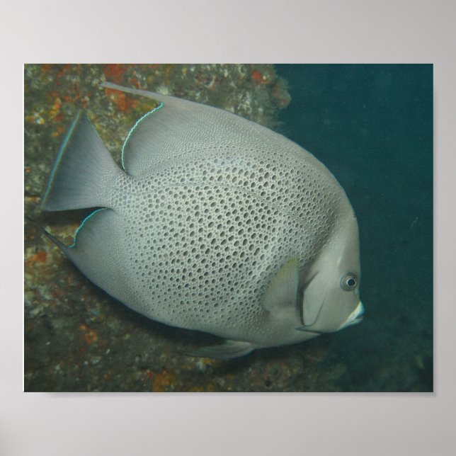Gray Angelfish, Value Poster Paper (Semi-Gloss) (Frente)