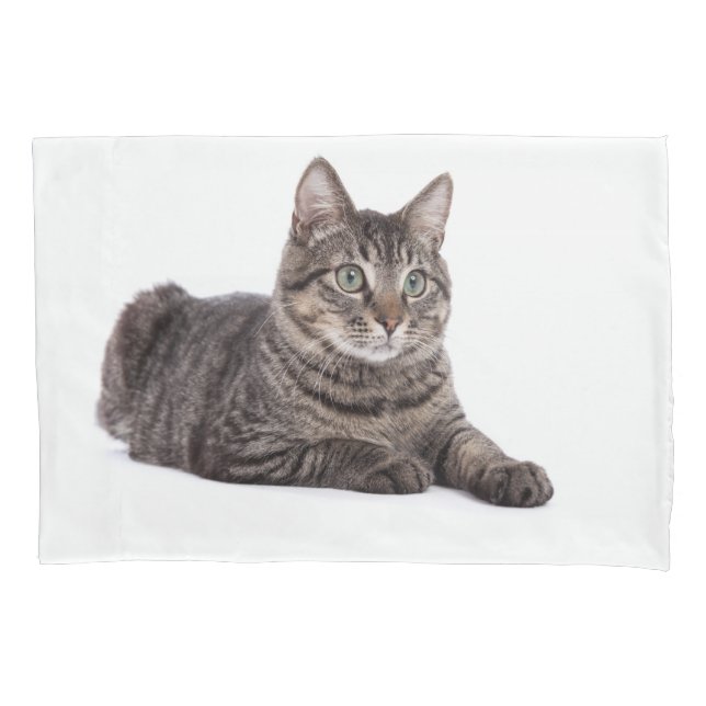 Gray Tabby Cat (Frente)