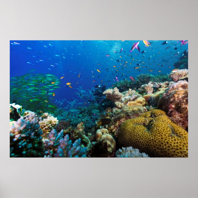 Great Barrier Reef Poster (Frente)