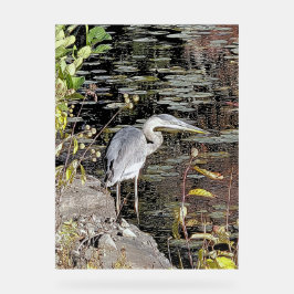 Great Blue Heron on Pond
