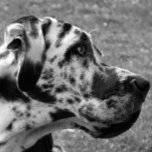 GREAT DANE<br><div class="desc">Um belo design fotográfico preto e branco de um grande cão dinamarquês.</div>