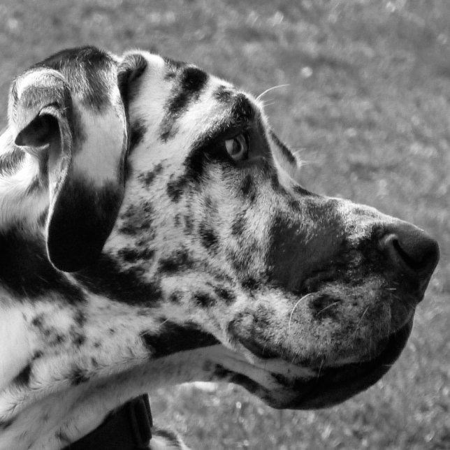 GREAT DANE (Criador carregado)