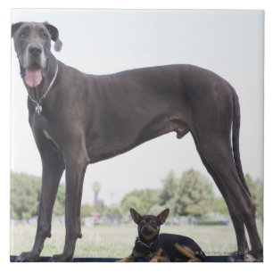Great dane e cão pequeno da misturado-raça