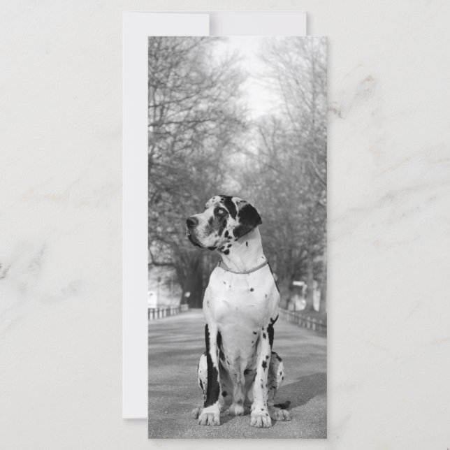 Great Dane Pictures (Frente)