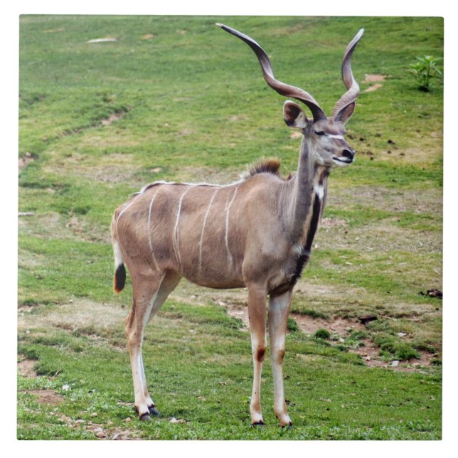 greater-kudu-4 (Frente)
