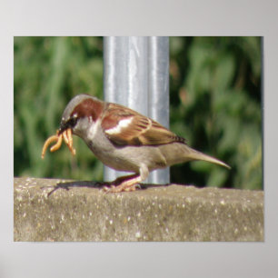 Greedy Sparrow com grutas galore Impressão