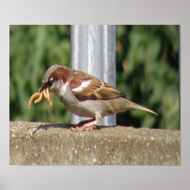 Greedy Sparrow com grutas galore Impressão (Frente)