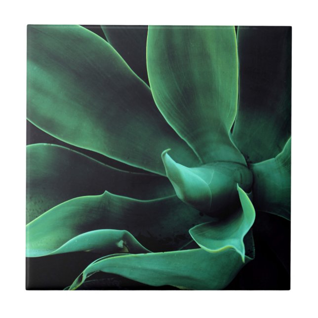 Green Agave Attenuata (Frente)