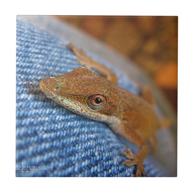 Green Anole Lizard (Frente)