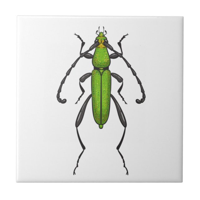 Green beetle (Frente)