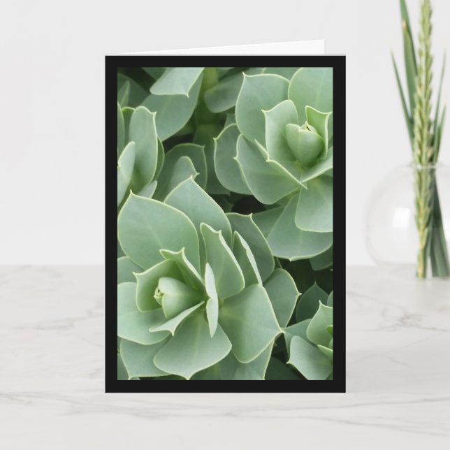 Green Blooms. Canção do Sol. 8:7 Cartão de Saudaçã (Frente)