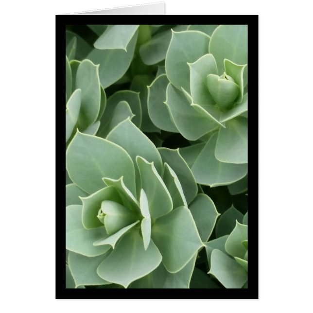 Green Blooms. Canção do Sol. Cartão de Saudação 4: (Frente)