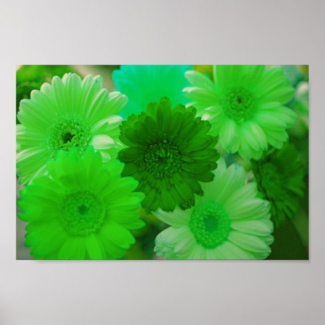 Green Gerbera Daisy Flowers Wall Art Impressão (Frente)