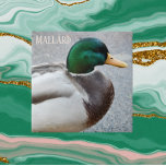 Green Headed Mallard Drake<br><div class="desc">A natureza criou o azulejo cerâmico com a foto de um dreno verde de Mallard, o macho da espécie de pato. Selecione o tamanho do seu azulejo. Faz uma trivet de cozinha excelente!</div>