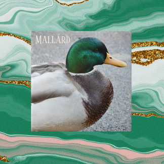 Green Headed Mallard Drake