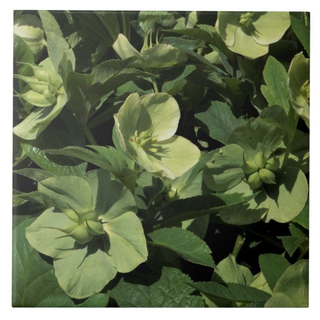 Green Hellebore (Frente)