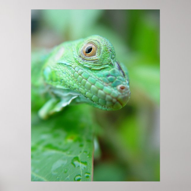 Green Iguana Lizard Reptile Em Leaf Poster (Frente)