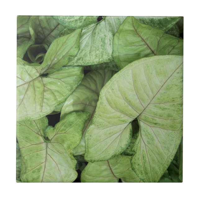 Green Leaf Print (Frente)