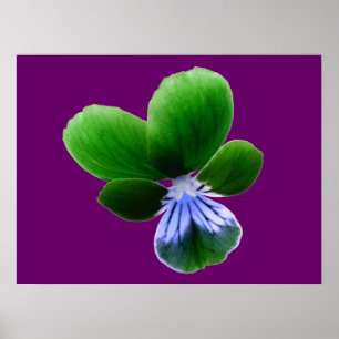 Green Pansy Impressão