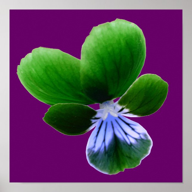 Green Pansy Impressão (Frente)