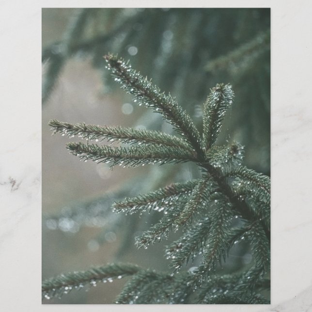 Green spruce tree, winter Scrapbook Paper (Frente)