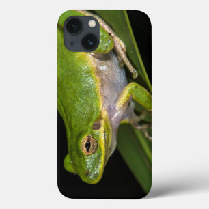 Green Tree Frog (Hyla cinerea) 2