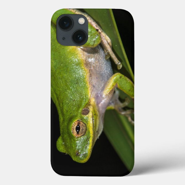 Green Tree Frog (Hyla cinerea) 2 (Verso)