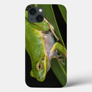 Green Tree Frog (Hyla cinerea) 2