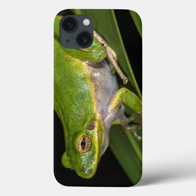 Green Tree Frog (Hyla cinerea) 2 (Verso)