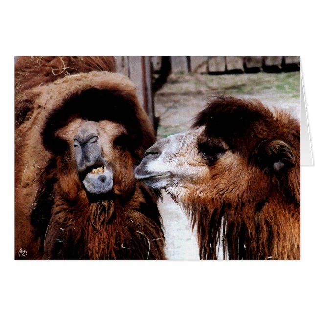 Greve Marital Entre Cartões De Camelos (Frente Horizontal)