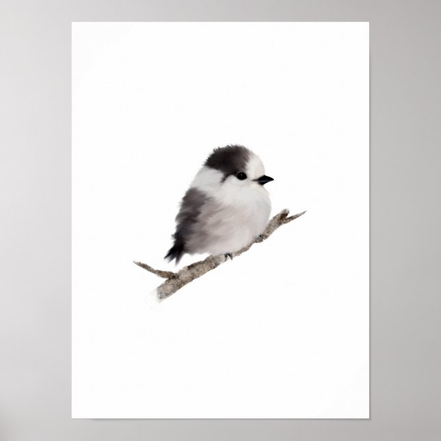 Grey Jay Bird Poster Print (Frente)