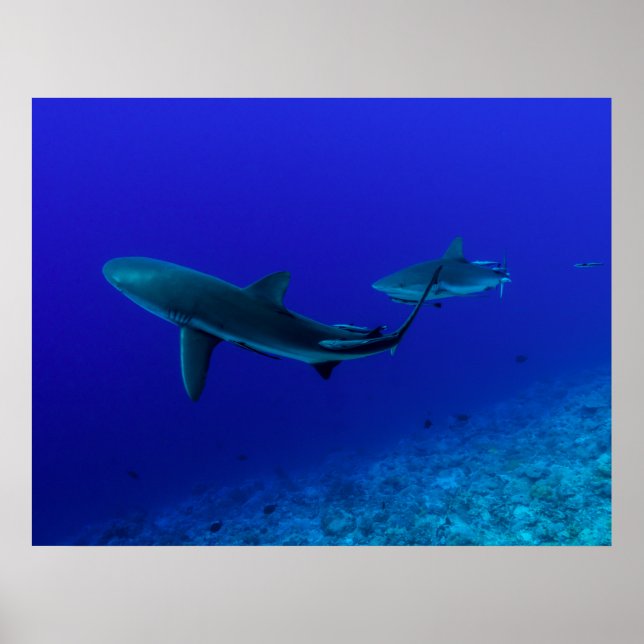 Grey Reef Shark Poster (Frente)