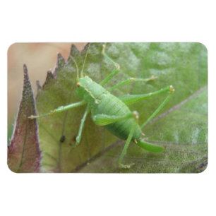 Grilo verde em um ímã do prêmio da folha