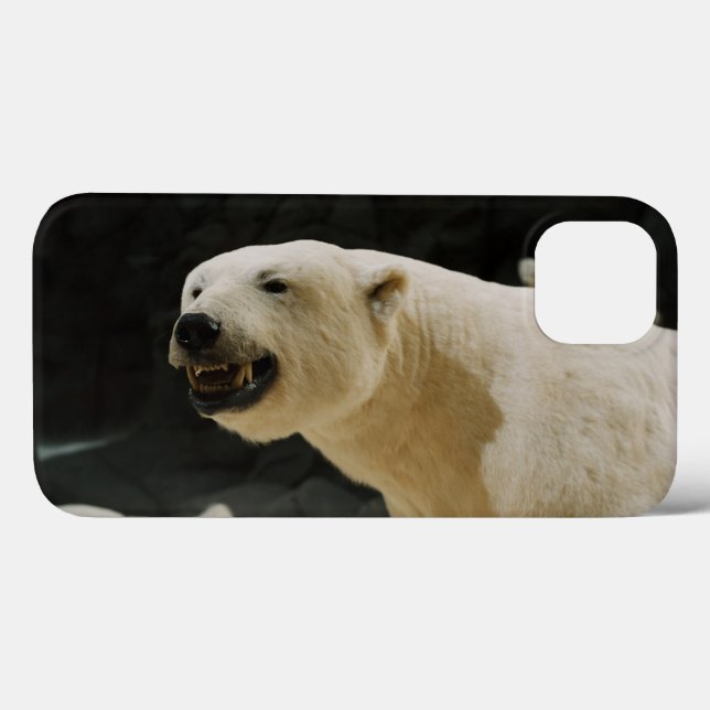 Grin do Urso Polar (Verso (horizontal))