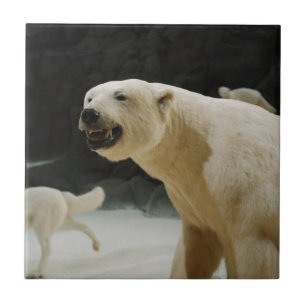 Grin do Urso Polar