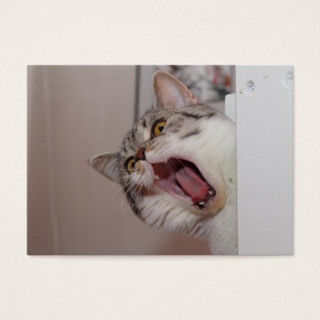 Gritando em British Shorthair (Frente)