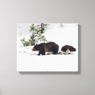 Grizzlies na Canvas Esticada da Neve