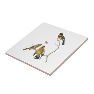 Grosbeak de cabeça negra por Audubon