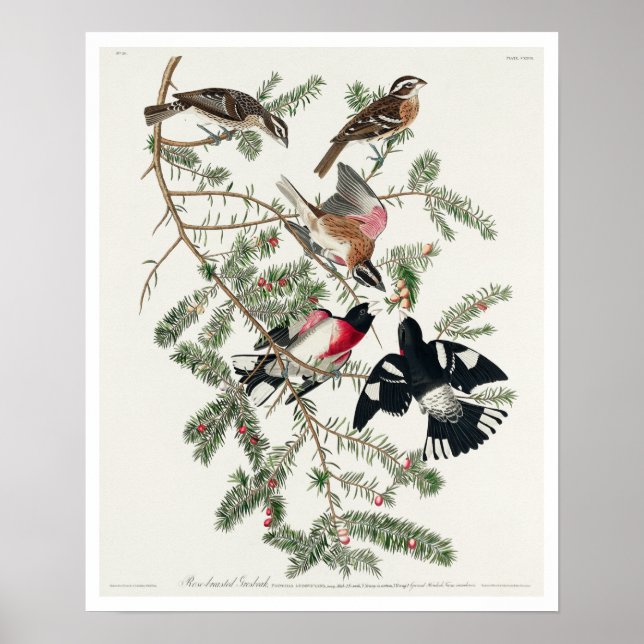 Grosbeak de rosa por Poster de Audubon (Frente)