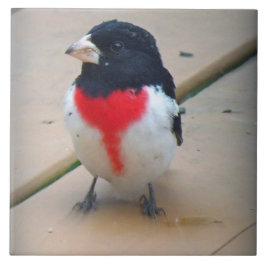 Grosbeak masculino do Rosa-breasted